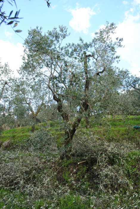 Olive tree after pruning italy tuscany