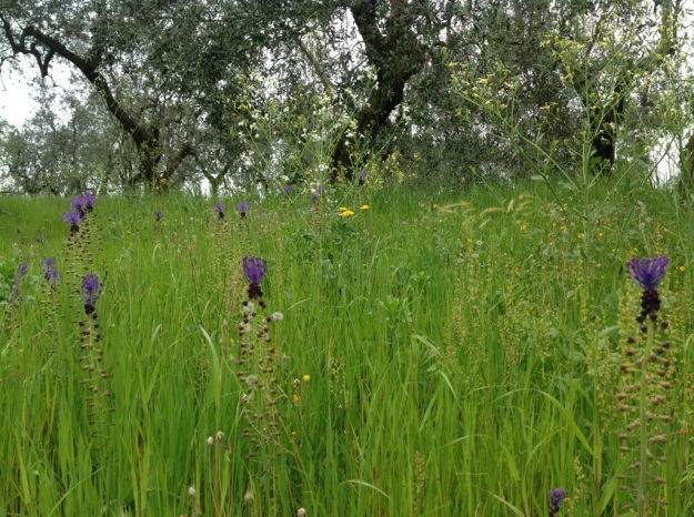 olive grove tuscany wildflowerstassel hyacinths wild onions