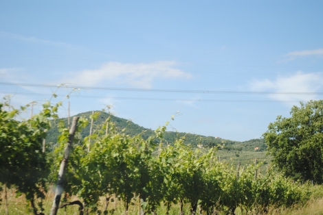 Tuscan vineyard grapevines