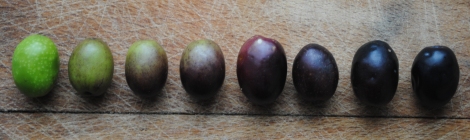 Olives at different stages of ripeness, Tuscany, Italy