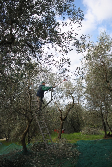 Harvesting olives using a rake
