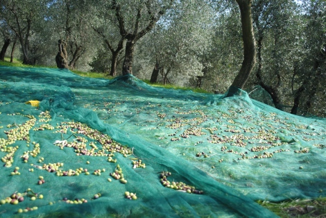 Olives at harvest time, Tuscany, ITaly