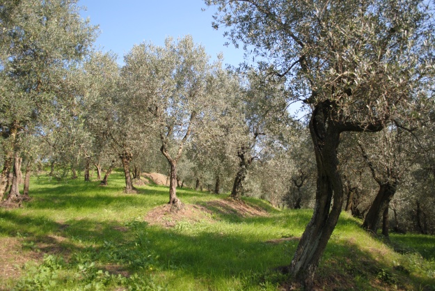 olive grove Montalbano Tuscany harvest time